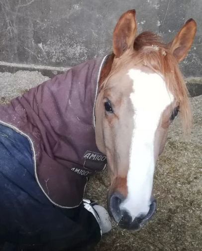 Cheval en pension